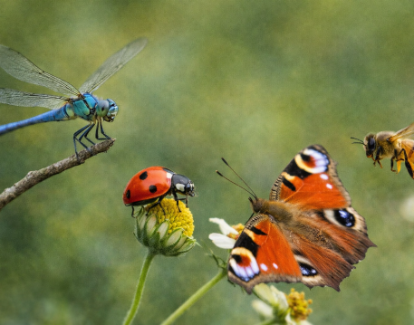 Insects